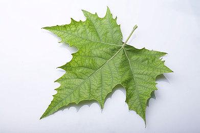 《战国王朝》新更新”生存意义“上线 多项新内容